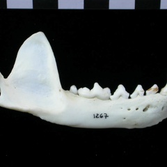 Mandibule (17647 visites) Lutra lutra - Mâle - Adulte - Élément droitCollection : Centre d'Investigation Portugais d'Arché... Mandibule