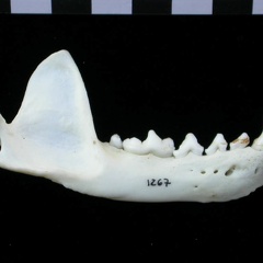 Mandibule