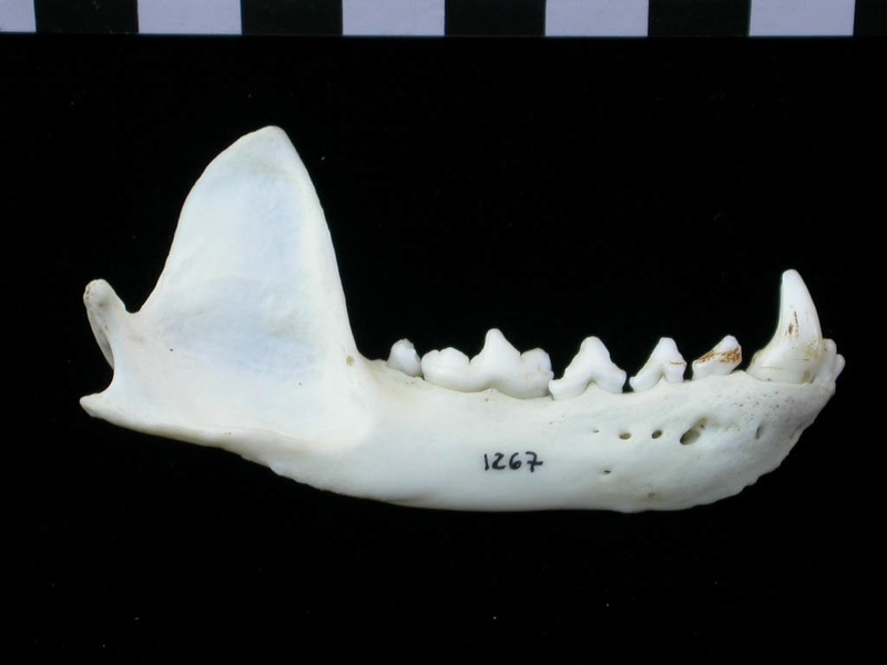 Mandibule (17481 visites) Lutra lutra - Mâle - Adulte - Élément droitCollection : Centre d'Investigation Portugais d'Arché... Mandibule