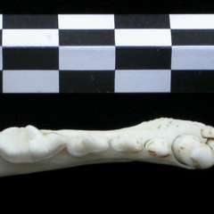Dentition inférieure (15944 visites) Lutra lutra - Mâle - Adulte - Élément droitCollection : Centre d'Investigation Portugais d'Arché... Dentition inférieure