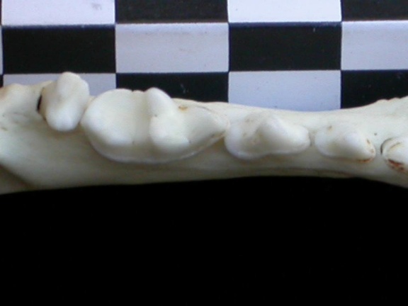 Dentition inférieure (16063 visites) Lutra lutra - Mâle - Adulte - Élément droitCollection : Centre d'Investigation Portugais d'Arché... Dentition inférieure