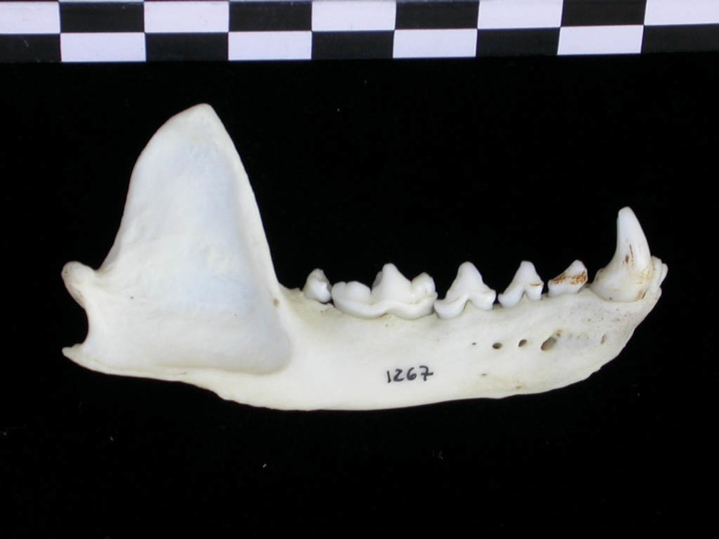 Mandibule (17629 visites) Lutra lutra - Mâle - Adulte - Élément droitCollection : Centre d'Investigation Portugais d'Arché... Mandibule