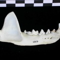 Mandibule (17655 visites) Lutra lutra - Mâle - Adulte - Élément droitCollection : Centre d'Investigation Portugais d'Arché... Mandibule
