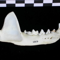 Mandibule