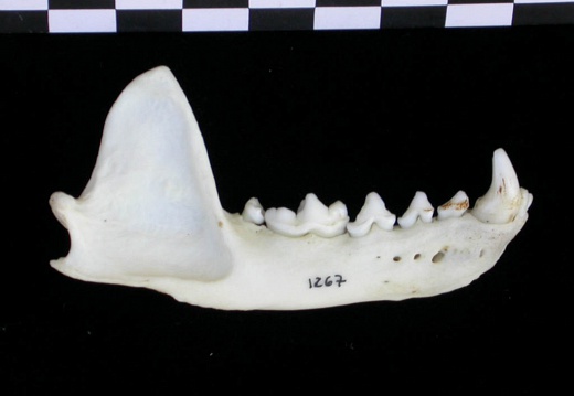 Mandibule