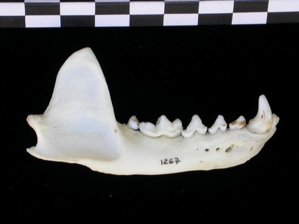 Mandibule