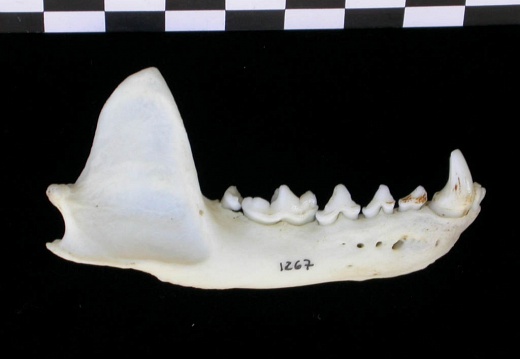 Mandibule (17001 visites) Lutra lutra - Mâle - Adulte - Élément droitCollection : Centre d'Investigation Portugais d'Arché... Mandibule