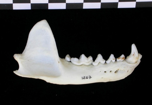 Mandible