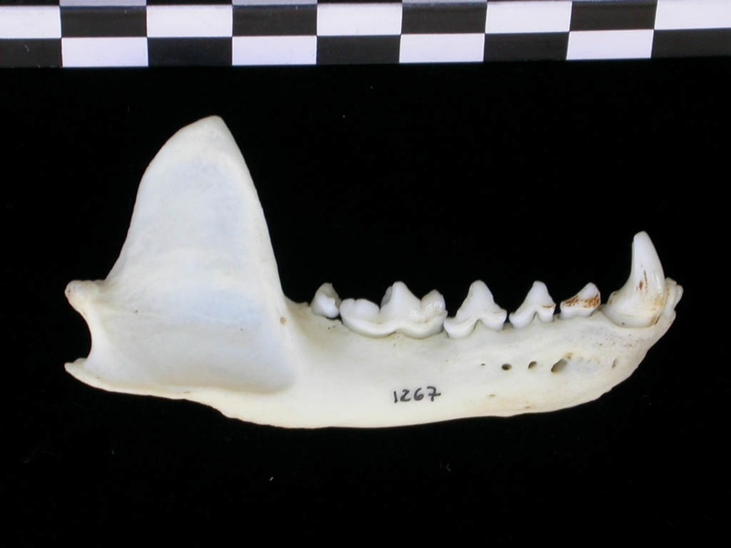 Mandibule (17008 visites) Lutra lutra - Mâle - Adulte - Élément droitCollection : Centre d'Investigation Portugais d'Arché... Mandibule