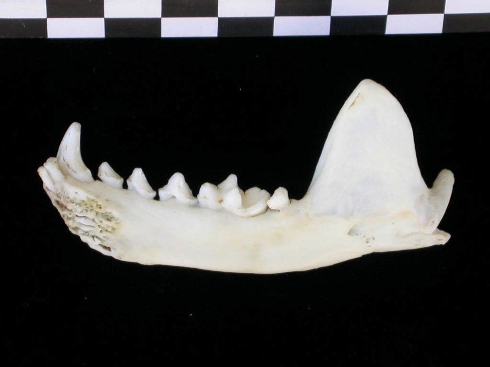 Mandibule (16733 visites) Lutra lutra - Mâle - Adulte - Élément droitCollection : Centre d'Investigation Portugais d'Arché... Mandibule