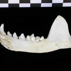 Mandibule