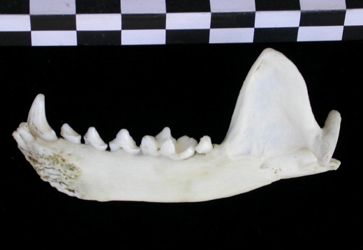 Mandíbula (17351 visitas) Lutra lutra - Macho - Adulto - Elemento derechoColección : Centro d' Investigación Portugués d' A... Mandíbula