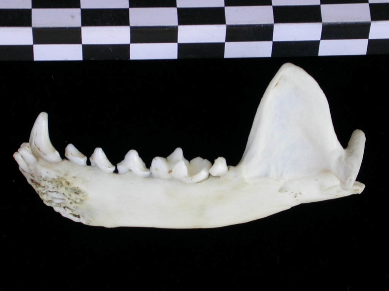 Mandibule (17412 visites) Lutra lutra - Mâle - Adulte - Élément droitCollection : Centre d'Investigation Portugais d'Arché... Mandibule
