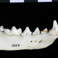 Mandibule (8902 visites) Lutra lutra - Mâle - Adulte - Élément droitCollection : Centre d'Investigation Portugais d'Arché... Mandibule