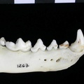 Mandibule