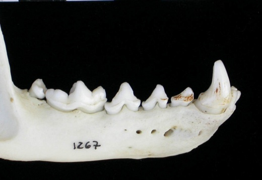 Mandible