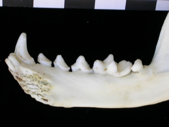 Mandibule