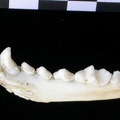 Mandibule (9107 visites) Lutra lutra - Mâle - Adulte - Élément droitCollection : Centre d'Investigation Portugais d'Arché... Mandibule