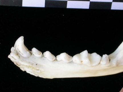 Mandibule (9083 visites) Lutra lutra - Mâle - Adulte - Élément droitCollection : Centre d'Investigation Portugais d'Arché... Mandibule