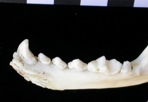 Mandible