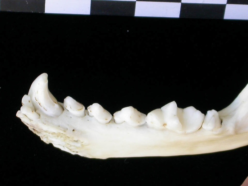 Mandibule (9070 visites) Lutra lutra - Mâle - Adulte - Élément droitCollection : Centre d'Investigation Portugais d'Arché... Mandibule