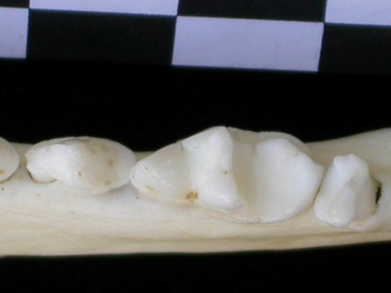Dentition inférieure (8835 visites) Lutra lutra - Mâle - Adulte - Élément droitCollection : Centre d'Investigation Portugais d'Arché... Dentition inférieure