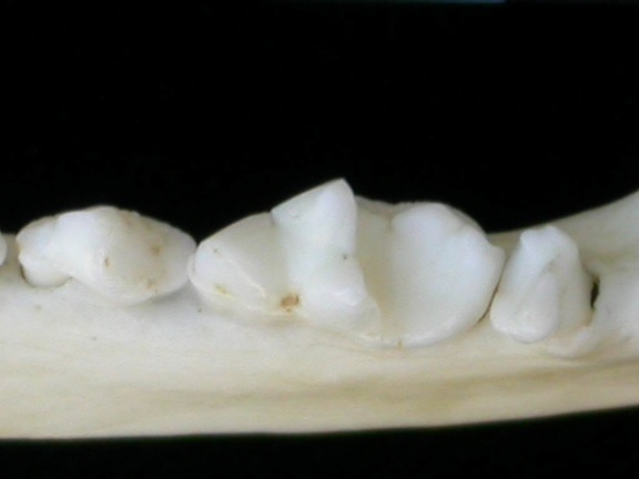Dentition inférieure (8818 visites) Lutra lutra - Mâle - Adulte - Élément droitCollection : Centre d'Investigation Portugais d'Arché... Dentition inférieure