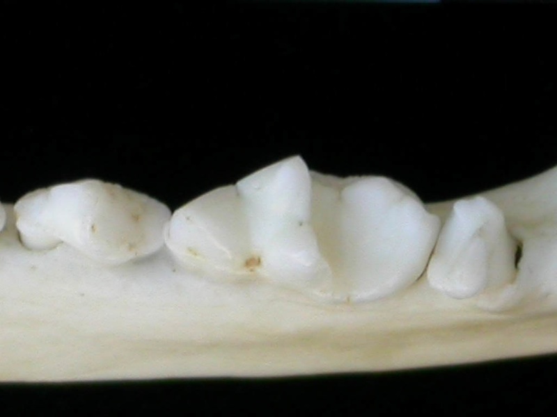 Dentition inférieure (8737 visites) Lutra lutra - Mâle - Adulte - Élément droitCollection : Centre d'Investigation Portugais d'Arché... Dentition inférieure