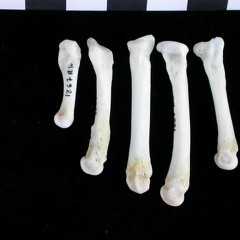 Metatarsianos (11796 visitas) Lutra lutra - Macho - Adulto - Elementos derechosColección : Centro d' Investigación Portugués d'... Metatarsianos