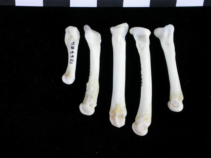Métatarsiens (11770 visites) Lutra lutra - Mâle - Adulte - Éléments droitsCollection : Centre d'Investigation Portugais d'Arch... Métatarsiens