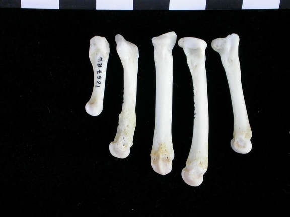 Metatarsals (12113 visits) Lutra lutra - Male - Adult- Right elementsCollection: Portuguese Center of Investigation in Archaeol... Metatarsals