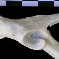 Coxal: acetabulum