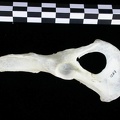 Coxal (12299 visites) Lutra lutra - Mâle - Adulte - Élément droitCollection : Centre d'Investigation Portugais d'Arché... Coxal