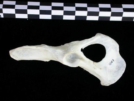 Coxal (12271 visites) Lutra lutra - Mâle - Adulte - Élément droitCollection : Centre d'Investigation Portugais d'Arché... Coxal