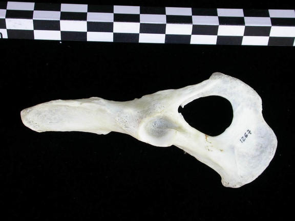 Coxal (12249 visites) Lutra lutra - Mâle - Adulte - Élément droitCollection : Centre d'Investigation Portugais d'Arché... Coxal