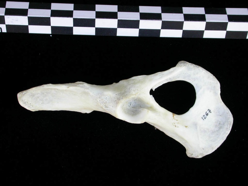 Coxal (12298 visites) Lutra lutra - Mâle - Adulte - Élément droitCollection : Centre d'Investigation Portugais d'Arché... Coxal