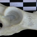 Coxal: acetabulum