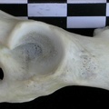 Coxal: acetabulum