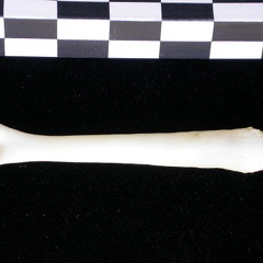 Os pénien (9451 visites) Lutra lutra - Mâle - AdulteCollection : Centre d'Investigation Portugais d'Archéologie (Id:CIPA126... Os pénien