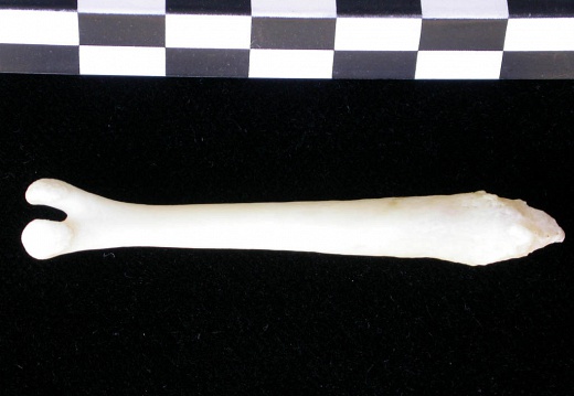  Baculum 