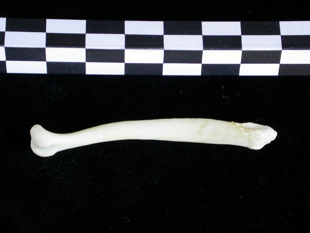 Os pénien (10234 visites) Lutra lutra - Mâle - AdulteCollection : Centre d'Investigation Portugais d'Archéologie (Id:CIPA126... Os pénien