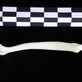 Os pénien (10237 visites) Lutra lutra - Mâle - AdulteCollection : Centre d'Investigation Portugais d'Archéologie (Id:CIPA126... Os pénien