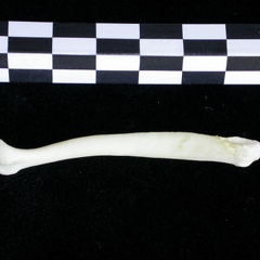 Os pénien (10263 visites) Lutra lutra - Mâle - AdulteCollection : Centre d'Investigation Portugais d'Archéologie (Id:CIPA126... Os pénien