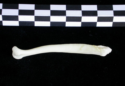  Baculum 