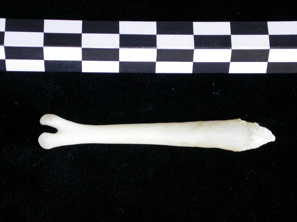 Os pénien (11289 visites) Lutra lutra - Mâle - AdulteCollection : Centre d'Investigation Portugais d'Archéologie (Id:CIPA126... Os pénien
