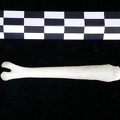 Os pénien (11290 visites) Lutra lutra - Mâle - AdulteCollection : Centre d'Investigation Portugais d'Archéologie (Id:CIPA126... Os pénien