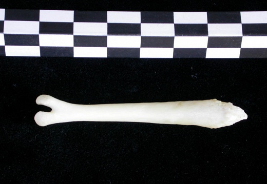  Baculum 