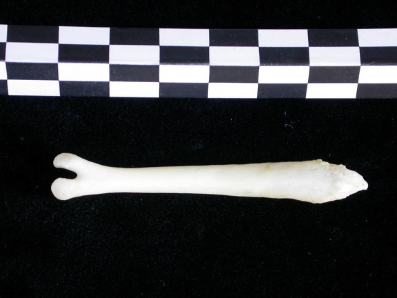  Baculum 