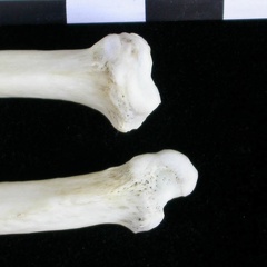 Radius et ulna : partie distale (14351 visites) Lutra lutra - Mâle - Adulte - Éléments droitsCollection : Centre d'Investigation Portugais d'Arch... Radius et ulna : partie distale