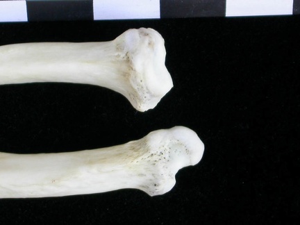 Radius et ulna : partie distale (14352 visites) Lutra lutra - Mâle - Adulte - Éléments droitsCollection : Centre d'Investigation Portugais d'Arch... Radius et ulna : partie distale